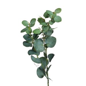 Eucaluptus | Eucalyptus kvist 79 cm