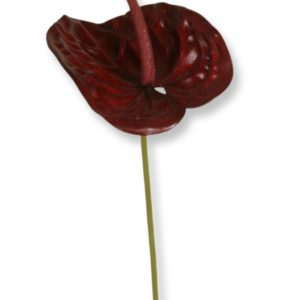 Anthurium | Konstgjord Rosenkalla vinröd 67 cm