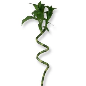 Bambu | Spiralformad bamukvist 66 cm