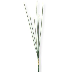 Bambu | Bambu knippe 65 cm