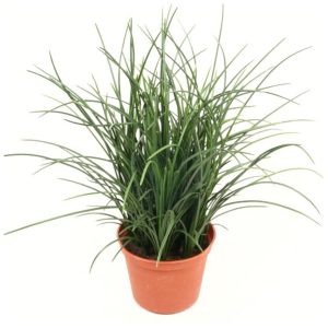 Gräs | Konstgjord i Kruka Grön UV 35 cm