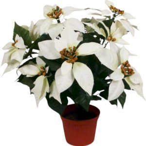 Julstjärna | Poinsetta Vit 35 cm