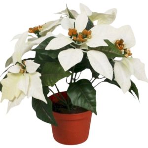 Julstjärna | Poinsetta Vit 25 cm