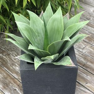 AGAVE | GRÖN 45 CM