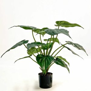 Alocasia | Konstgjord Cucullata Grön UV 65 cm