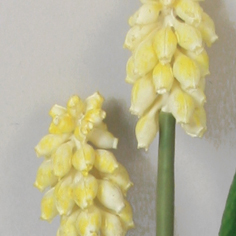 Pärlhyacint | Konstgjord På Lök Cream UV 25 cm