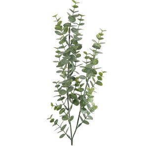 Eucaluptus | Eucalyptus kvist 74 cm