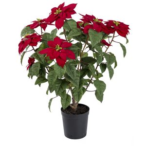 Julstjärna | krukväxt 70 cm