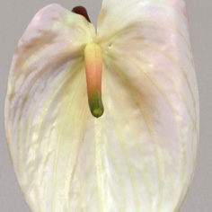 Anthurium | Konstgjord Rosenkalla vit 80 cm