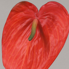 Anthurium | Konstgjord Rosenkalla röd 80cm