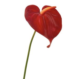 Anthurium | Konstgjord Rosenkalla stor röd 68 cm