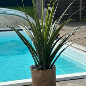 Agave | Långa bladverk Grön 130 cm