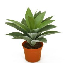 AGAVE | BABY AGAVE 25 CM